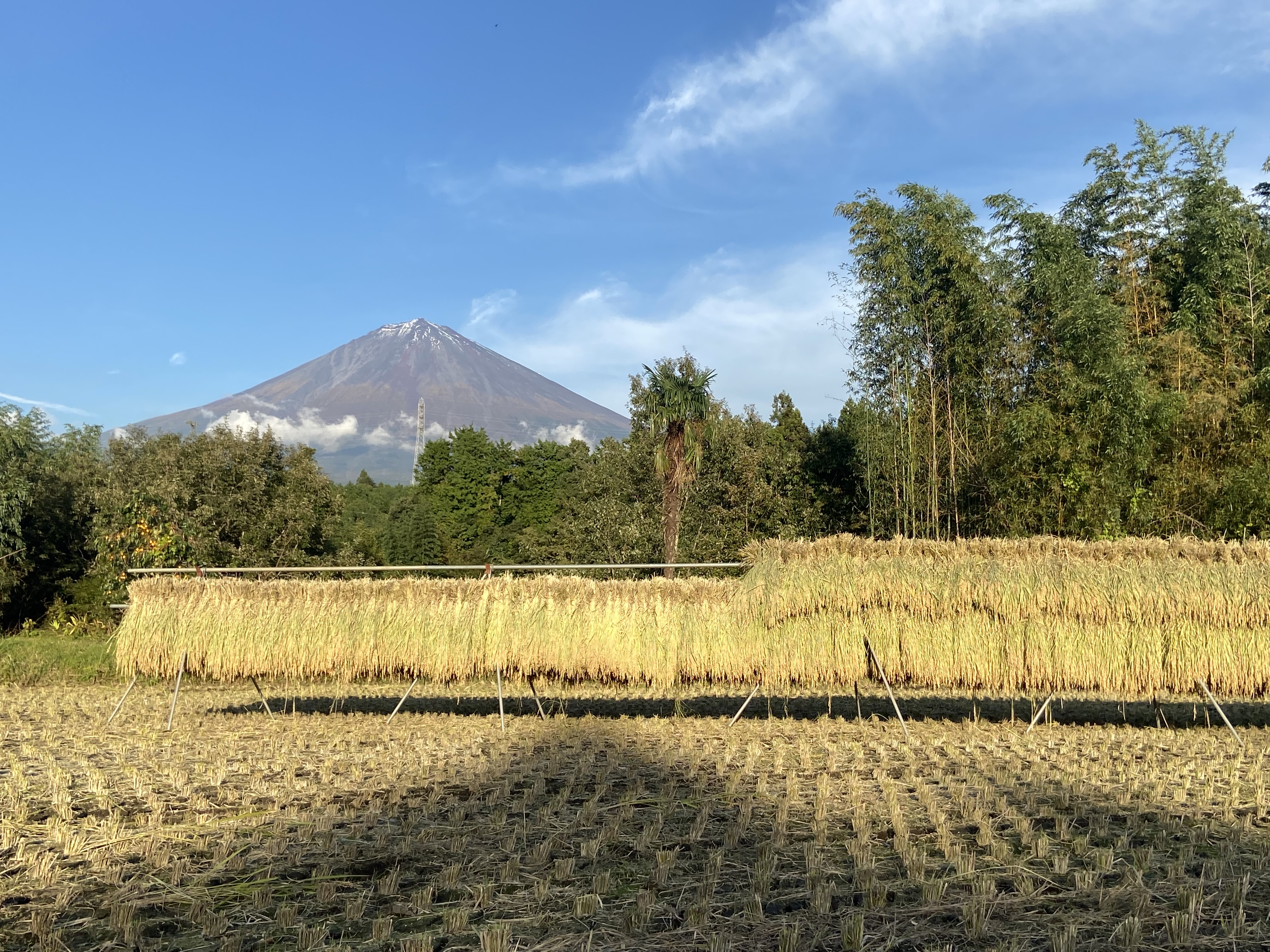 富士山と稲のはさ掛け